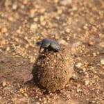 Dung Beetle
