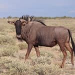 File:Blue wildebeest (Connochaetes taurinus taurinus) male Namibia.jpg