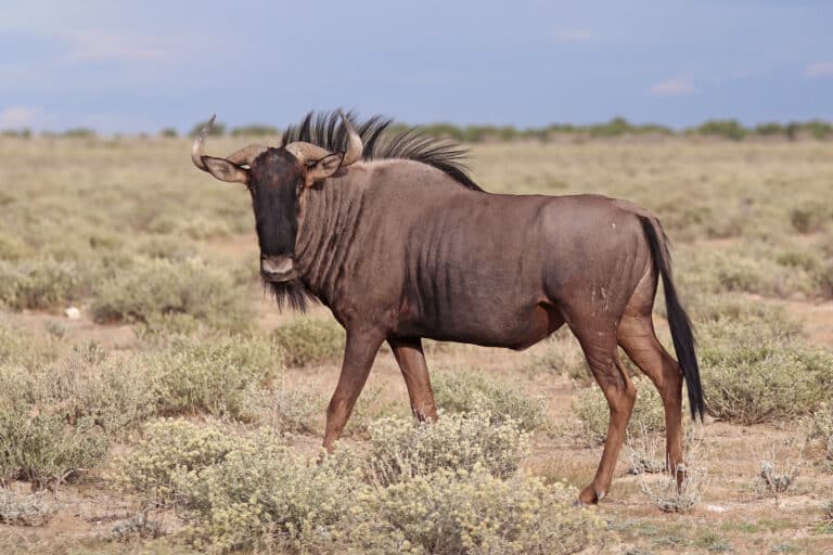File:Blue wildebeest (Connochaetes taurinus taurinus) male Namibia.jpg File:Blue wildebeest (Connochaetes taurinus taurinus) male Namibia.jpg Wildebeest