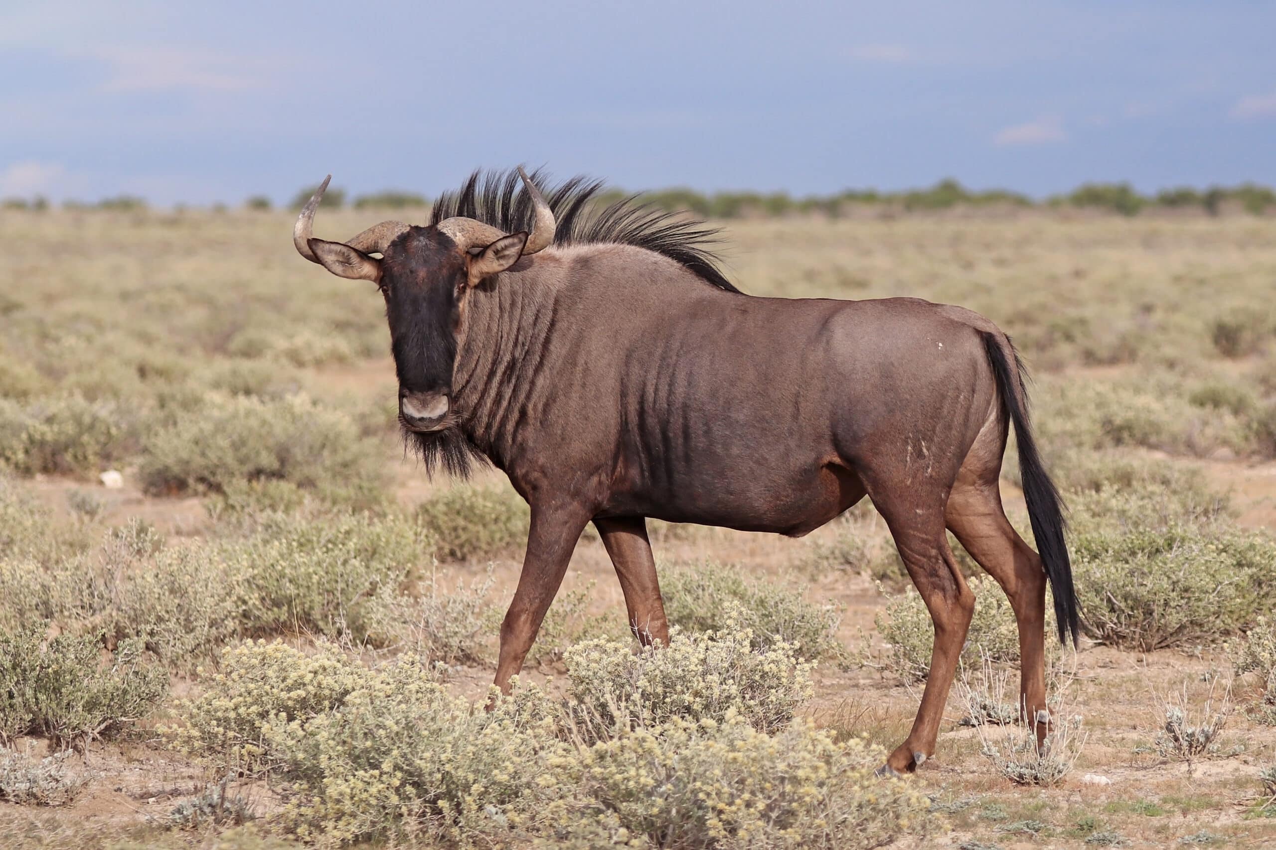 File:Blue wildebeest (Connochaetes taurinus taurinus) male Namibia.jpg File:Blue wildebeest (Connochaetes taurinus taurinus) male Namibia.jpg Wildebeest