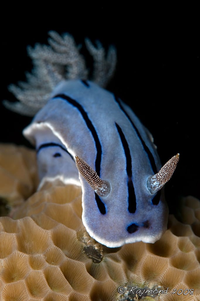 Chromodoris willani Chromodoris willani