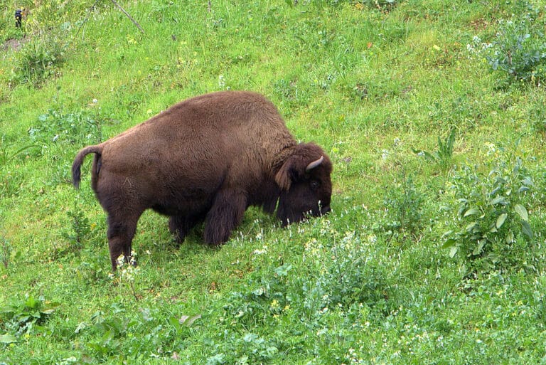 bison bison