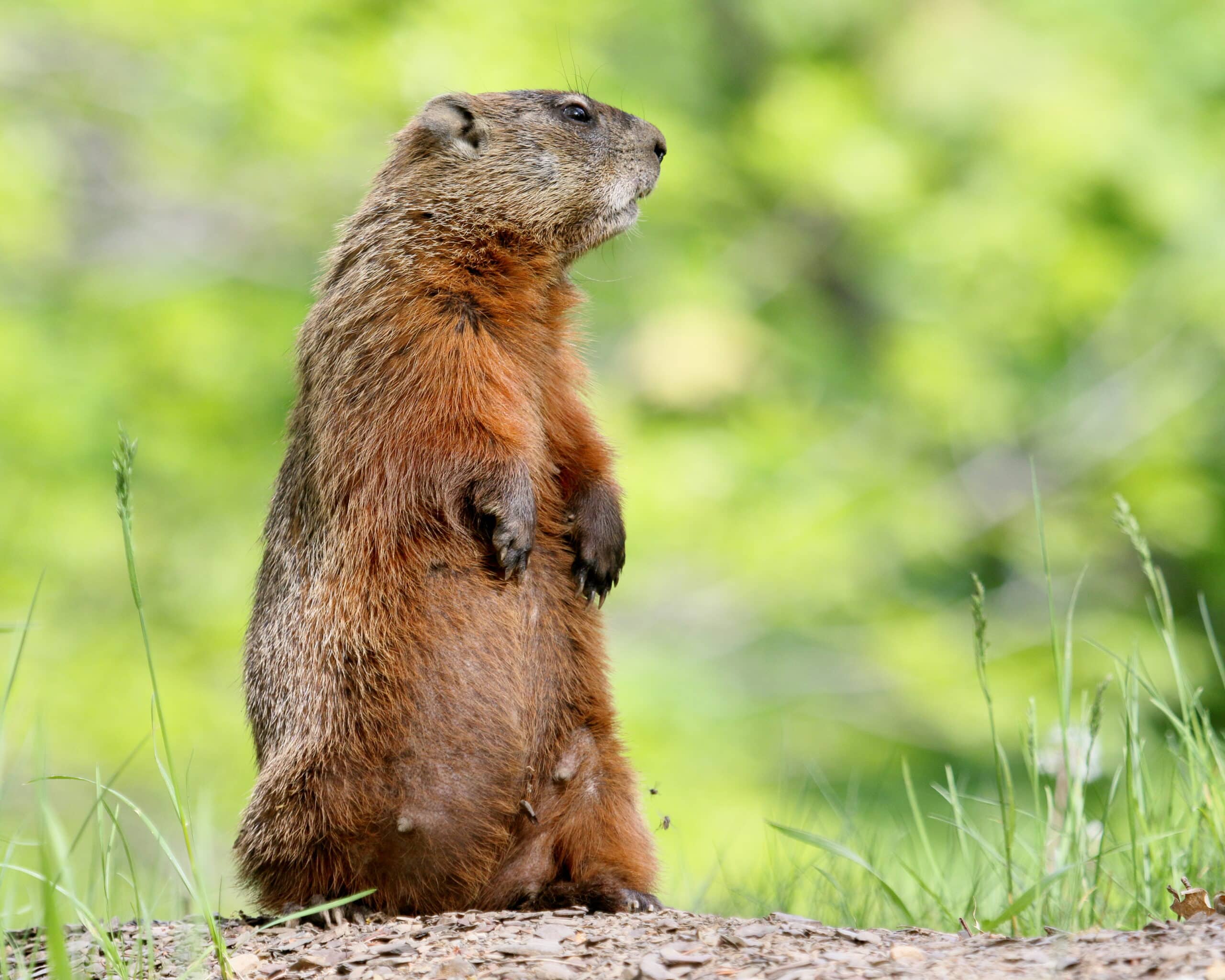 Marmota monax UL 20 Marmota monax UL 20