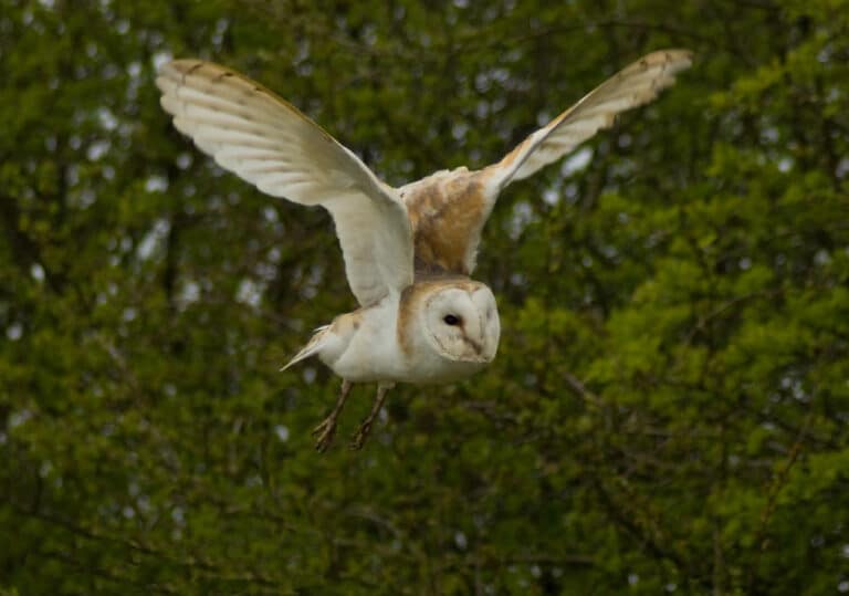 Barn Owl (Tyto Alba) Barn Owl (Tyto Alba)