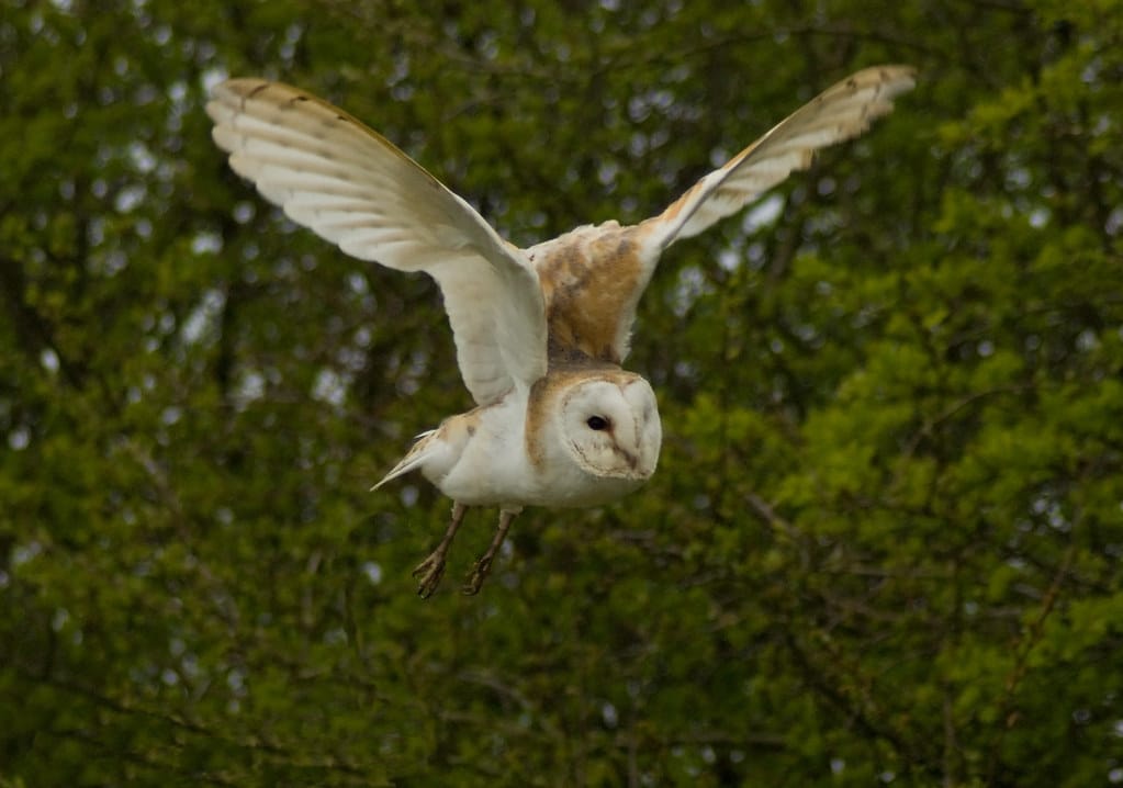 Barn Owl (Tyto Alba) Barn Owl (Tyto Alba)