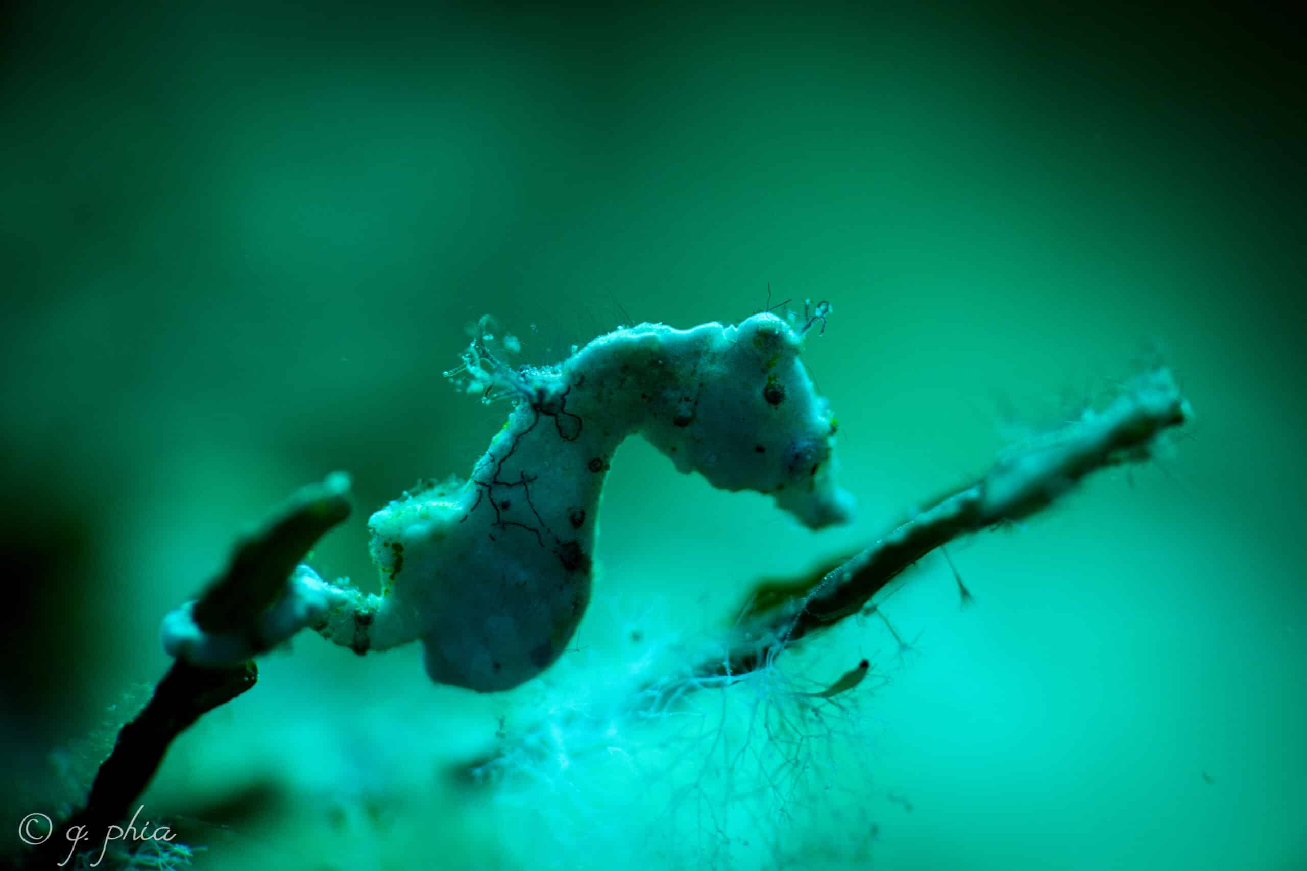 Halameda pygmy seahorse eating, table coral city, wakatobi, 2018 (31944890118)