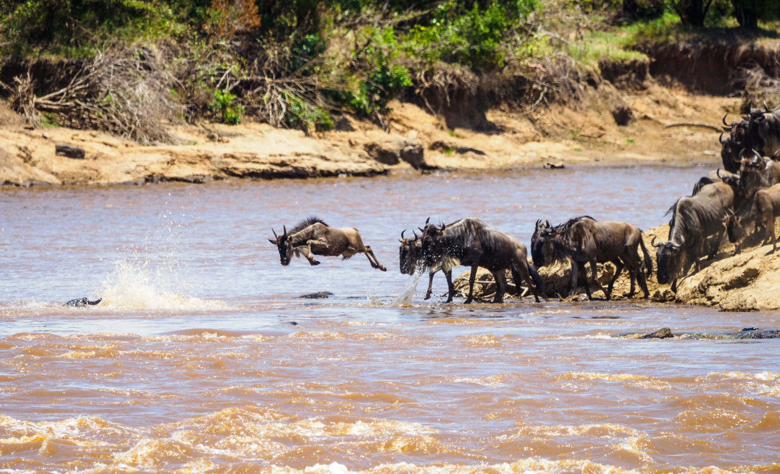 Wildebeest Jumping Into the Mara River Wildebeest Jumping Into the Mara River