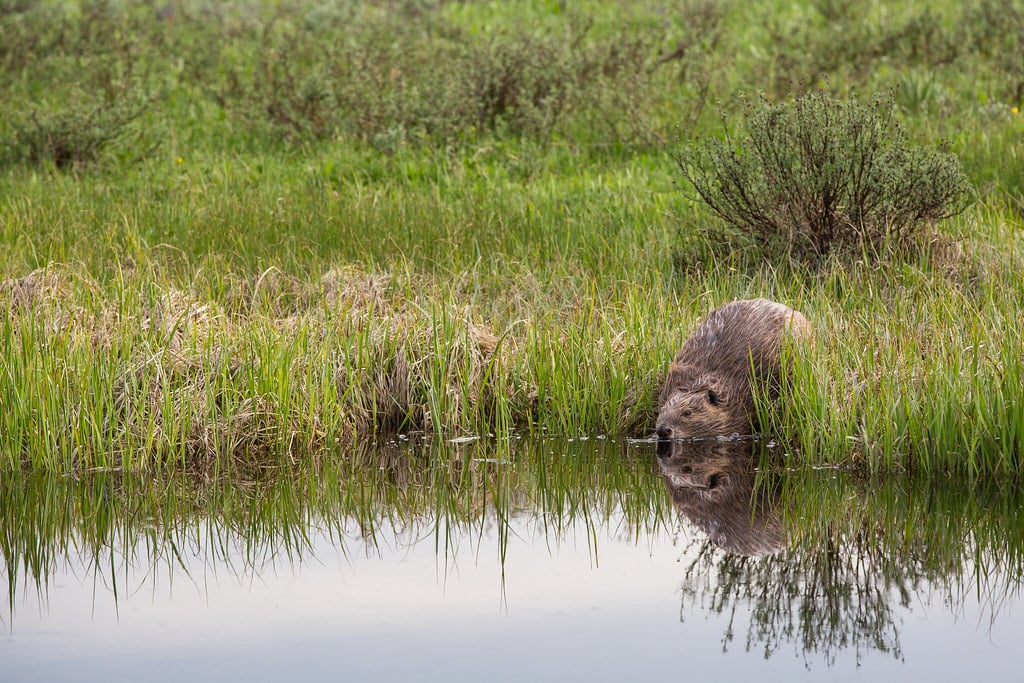 Beaver near Swan Lake Beaver near Swan Lake