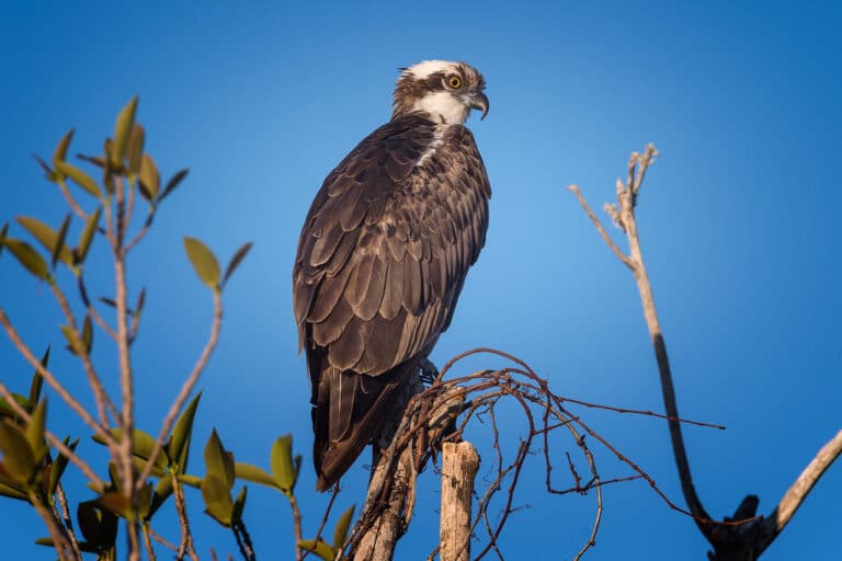 Osprey (Pandion haliaetus) at J. N. ‘Ding’ Darling National Wildlife Refuge on Sanibel Island, Florida Osprey (Pandion haliaetus) at J. N. ‘Ding’ Darling National Wildlife Refuge on Sanibel Island, Florida