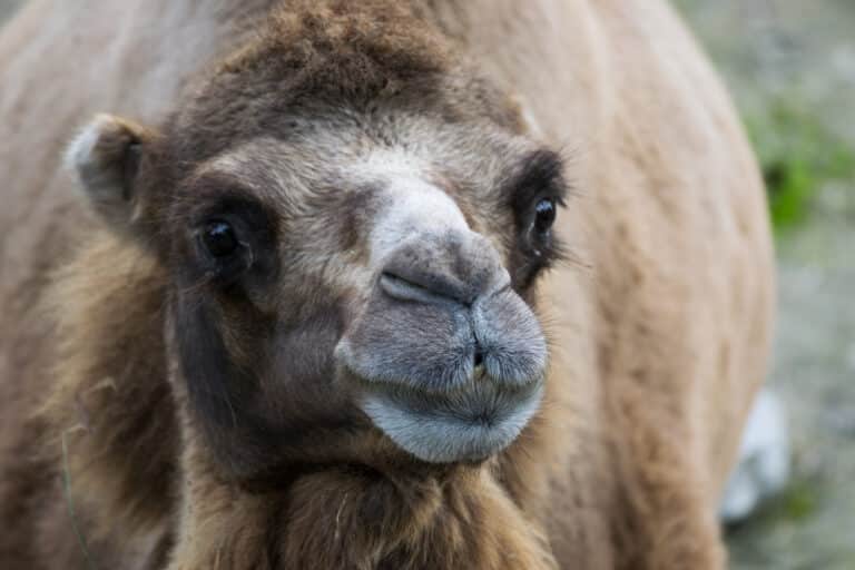 2016-09 zoo sauvage de Saint-Félicien – Camelus bactrianus 03 2016-09 zoo sauvage de Saint-Félicien – Camelus bactrianus 03