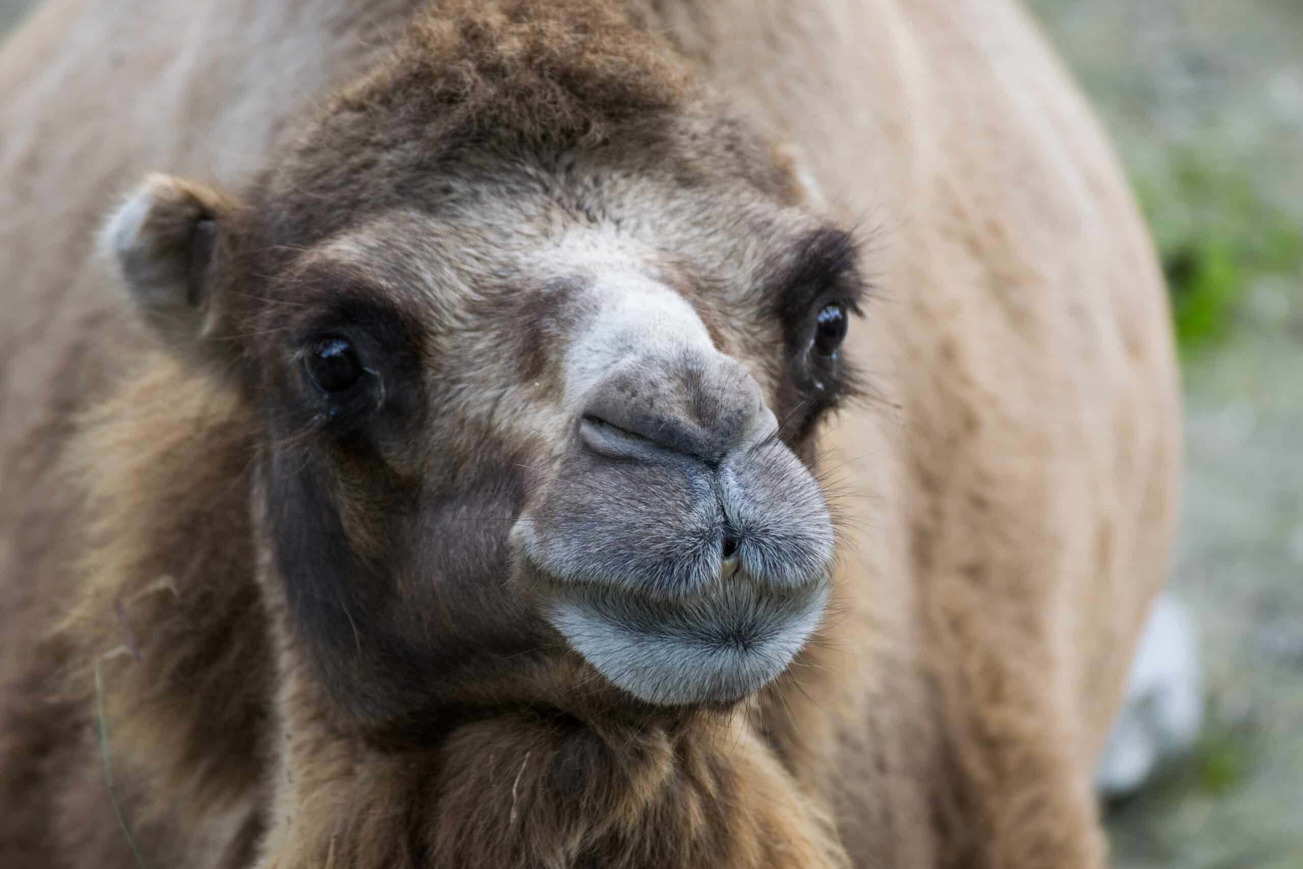 2016-09 zoo sauvage de Saint-Félicien – Camelus bactrianus 03 2016-09 zoo sauvage de Saint-Félicien – Camelus bactrianus 03