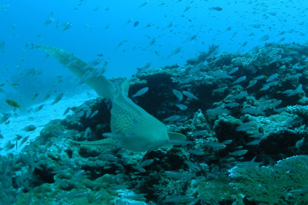 Leopard Shark / Stegostoma varium / Stegostoma fasciatum / 虎斑鮫(トラフザメ) Leopard Shark / Stegostoma varium / Stegostoma fasciatum / 虎斑鮫(トラフザメ)