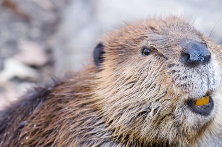 Beaver Beaver