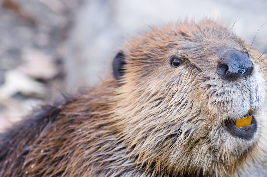 Beaver Beaver