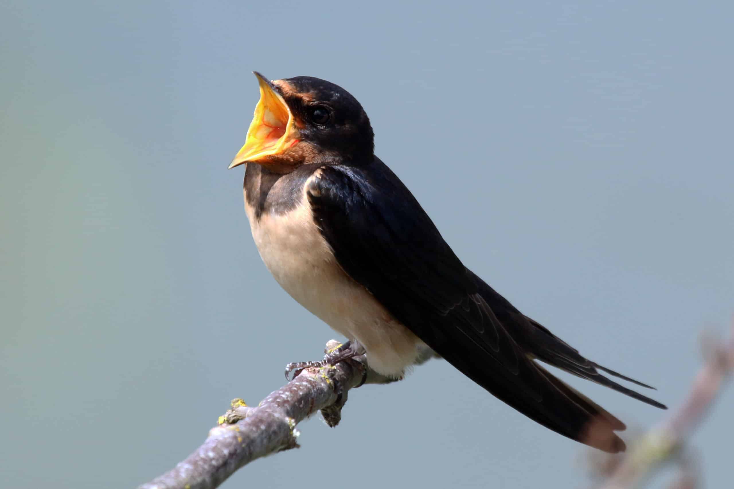 File:Barn swallow (Hirundo rustica rustica) singing.jpg File:Barn swallow (Hirundo rustica rustica) singing.jpg