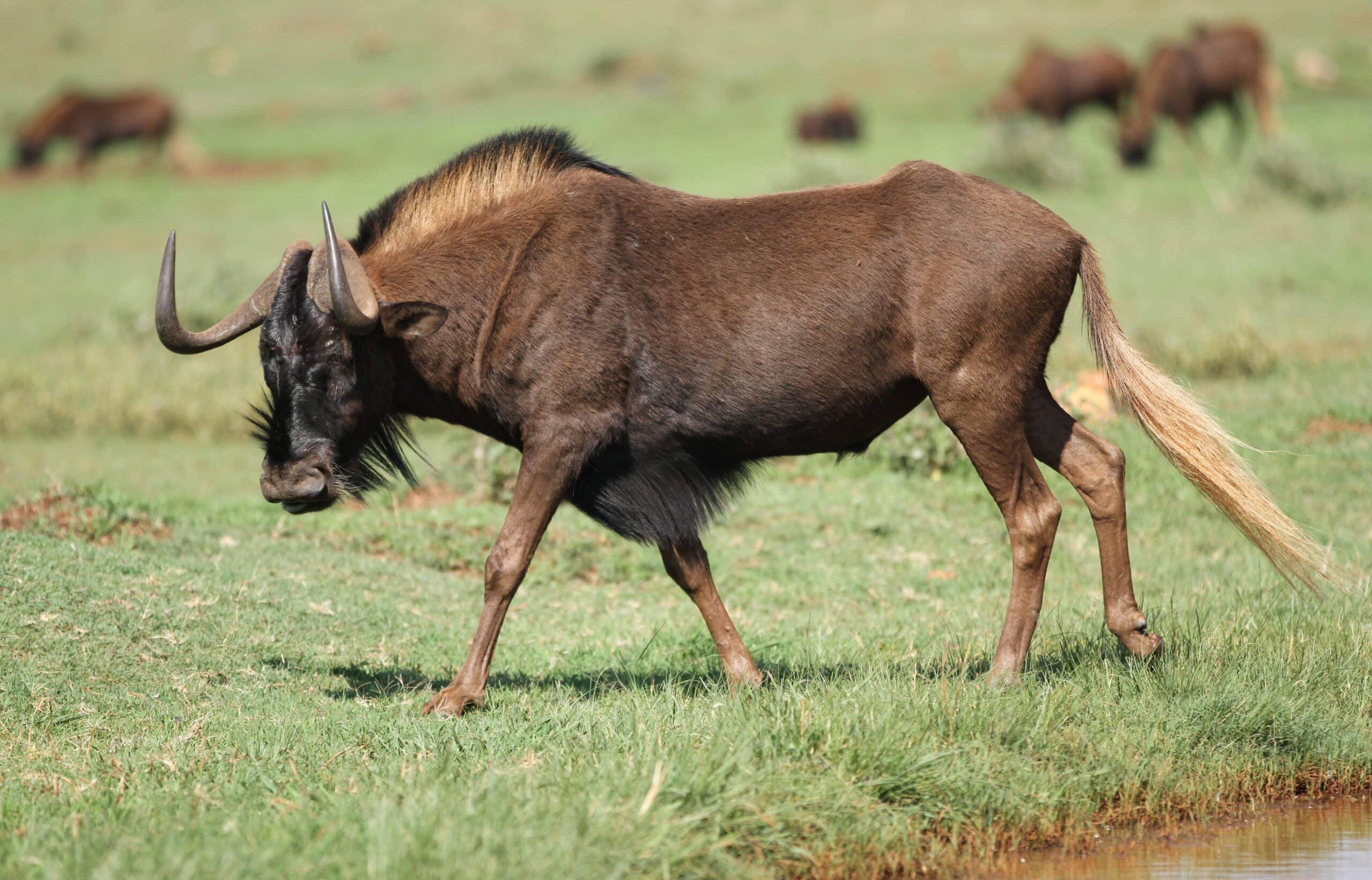 File:Black wildebeest, or white-tailed gnu, Connochaetes gnou at Krugersdorp Game Reserve, Gauteng, South Africa (30570451563).jpg File:Black wildebeest, or white-tailed gnu, Connochaetes gnou at Krugersdorp Game Reserve, Gauteng, South Africa (30570451563).jpg