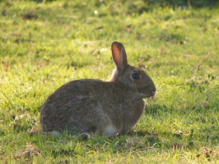 Rabbit (Oryctolagus cuniculus) (5562739802)