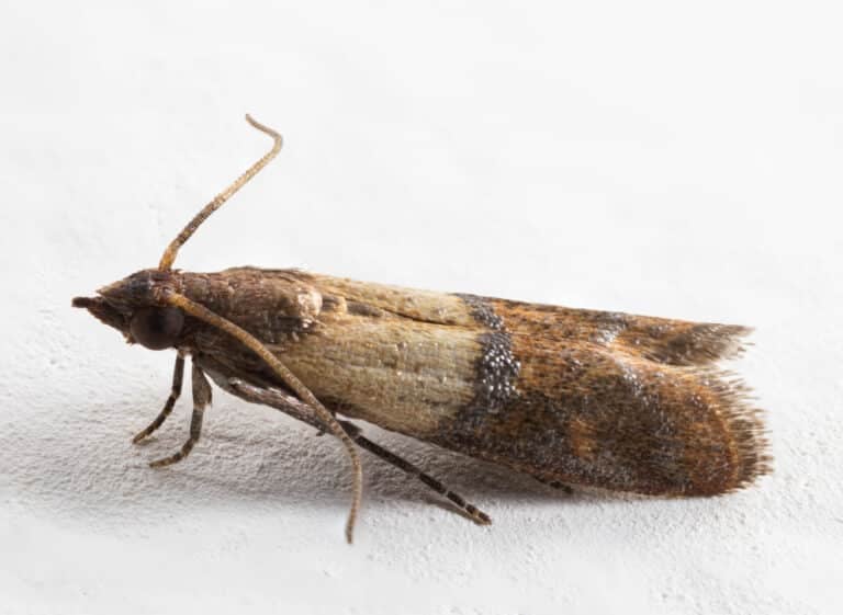 Plodia interpunctella – Indianmeal moth Plodia interpunctella – Indianmeal moth Indianmeal Moth