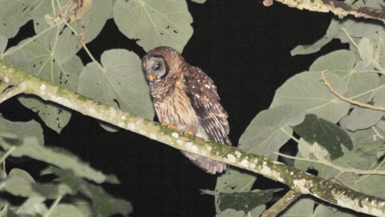 File:Fulvous Owl (Strix fulvescens).jpg File:Fulvous Owl (Strix fulvescens).jpg