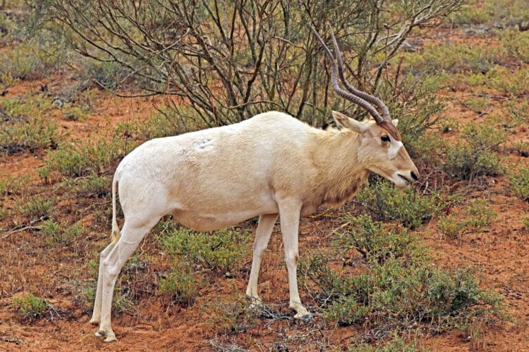Addax (Addax nasomaculatus) female Addax (Addax nasomaculatus) female