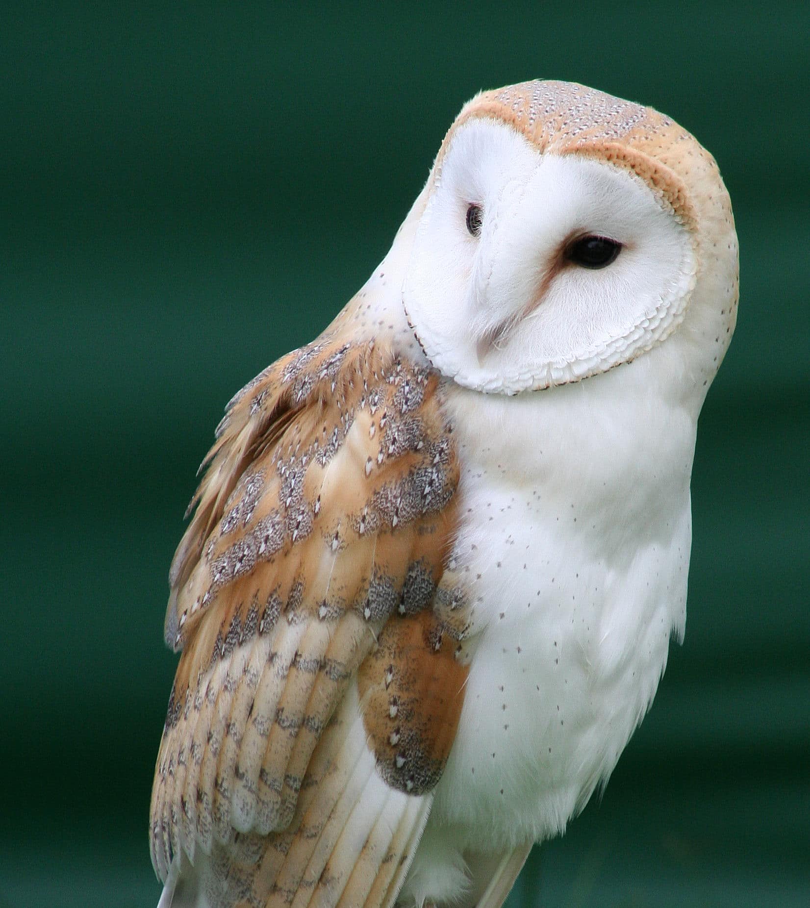 Tyto alba close up Tyto alba close up