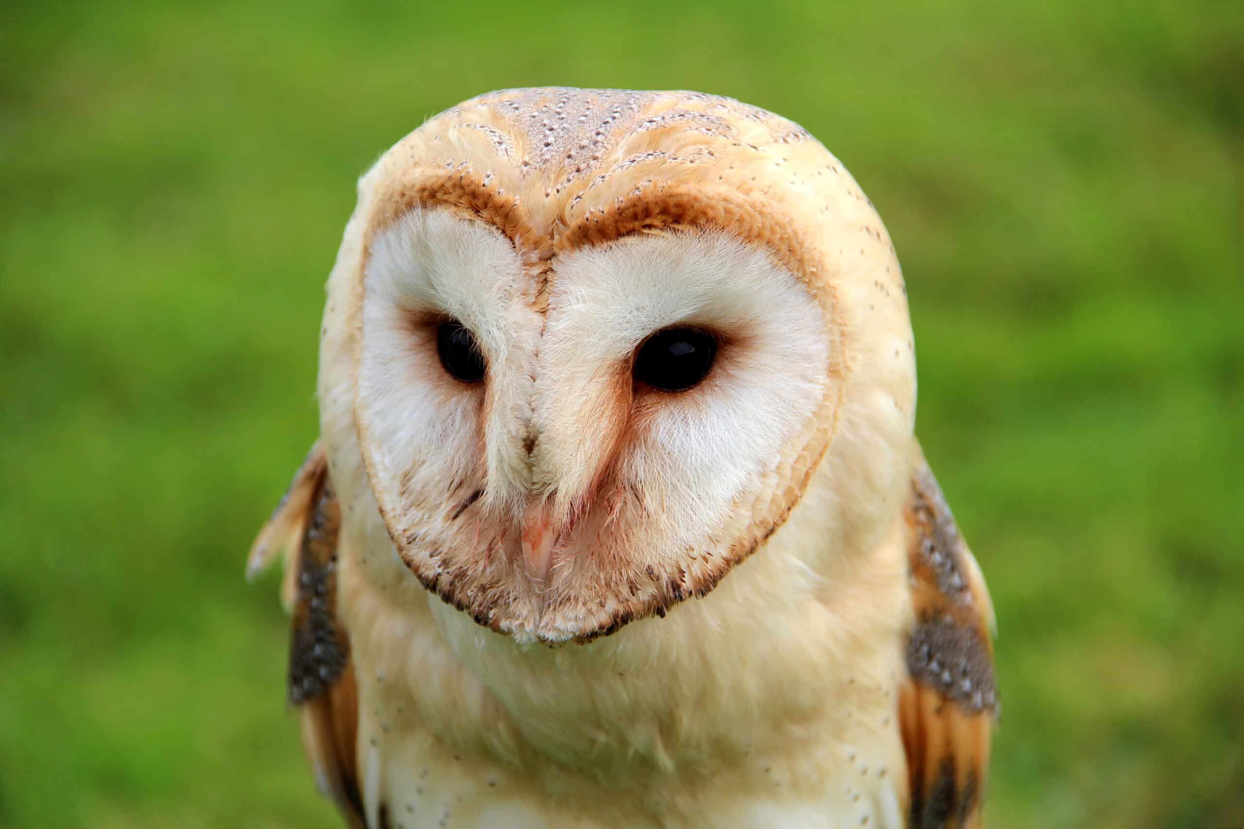 0 Chouette effraie – Tyto alba – Annevoie 0 Chouette effraie – Tyto alba – Annevoie Barn Owl