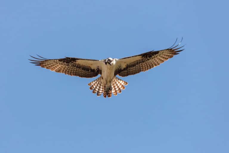 An osprey (Pandion haliaetus) kiting above the Gardner River An osprey (Pandion haliaetus) kiting above the Gardner River