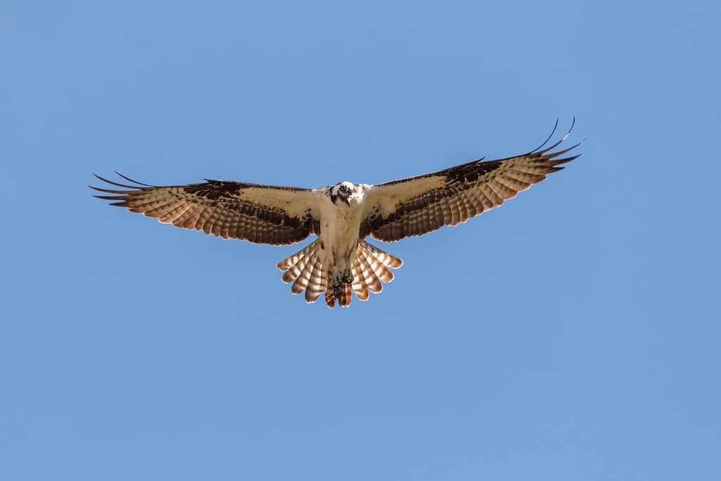 An osprey (Pandion haliaetus) kiting above the Gardner River An osprey (Pandion haliaetus) kiting above the Gardner River