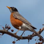 American Robin