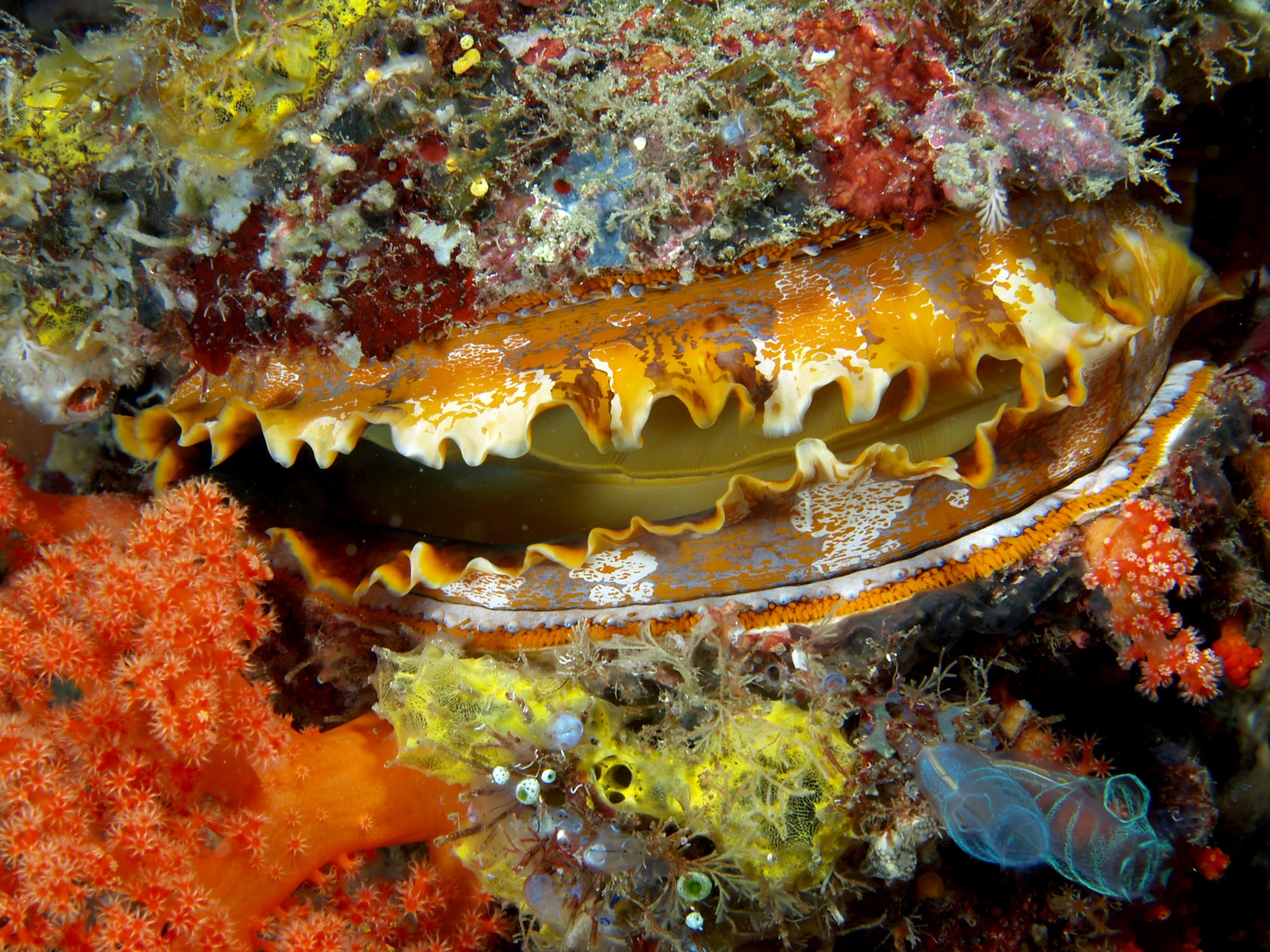 File:Spondylus varians (Thorny oyster) with soft coral.jpg File:Spondylus varians (Thorny oyster) with soft coral.jpg