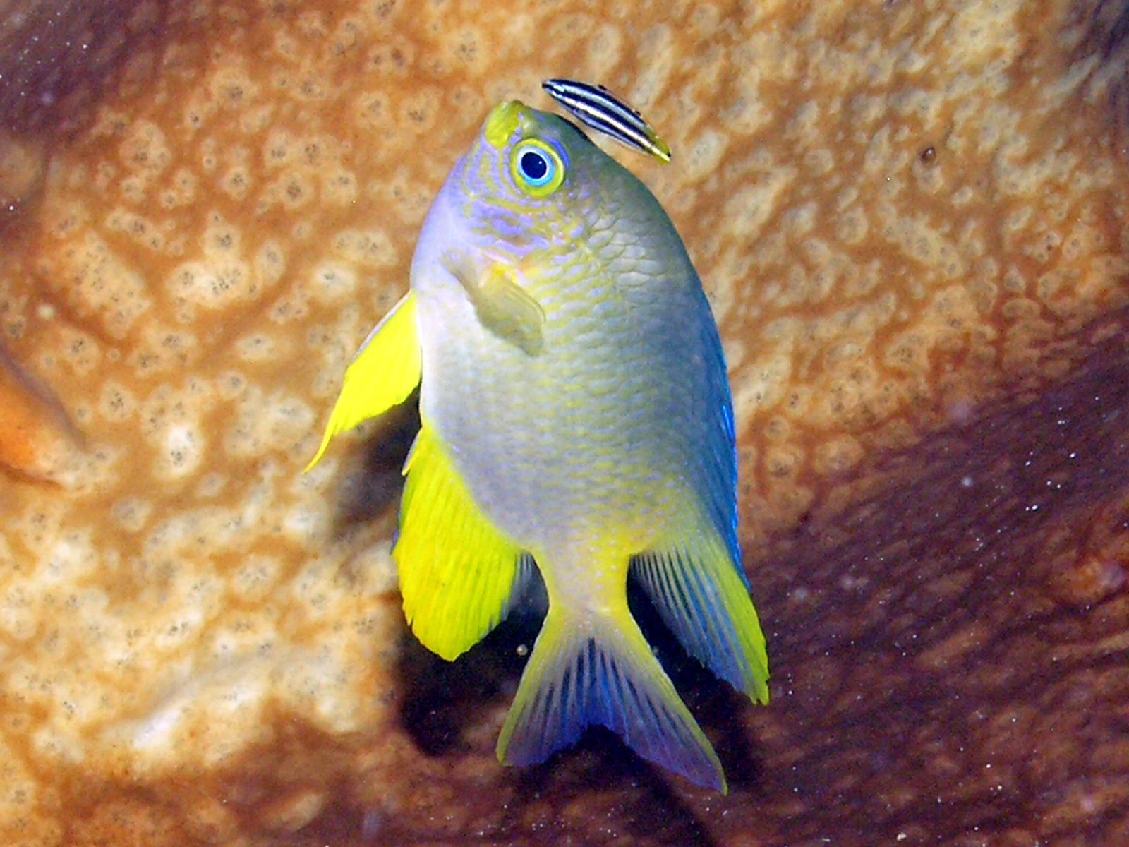 File:Lemon Damselfish, Bunaken Island.jpg
