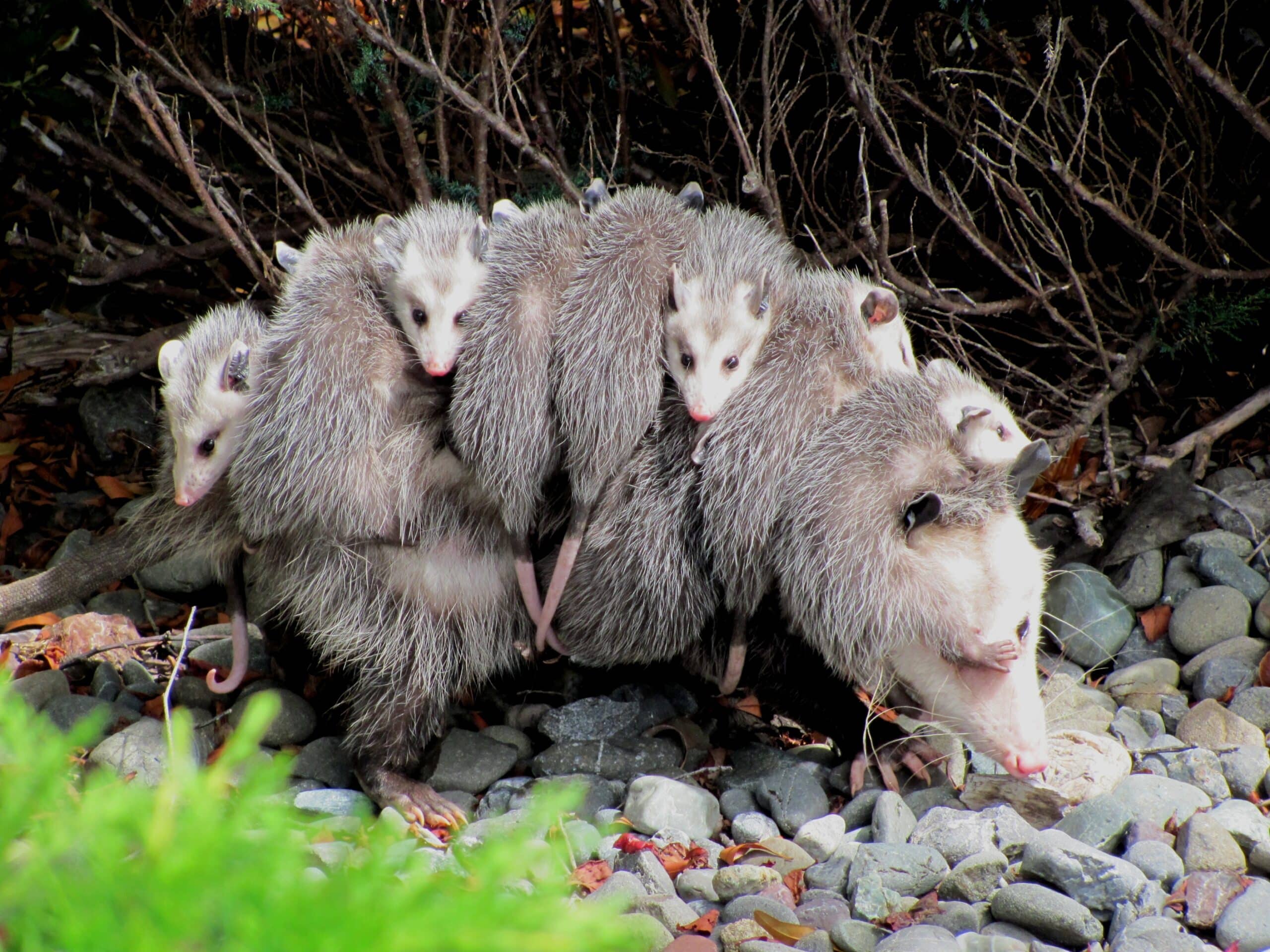 Didelphis virginiana with young Didelphis virginiana with young