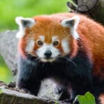 Red Panda