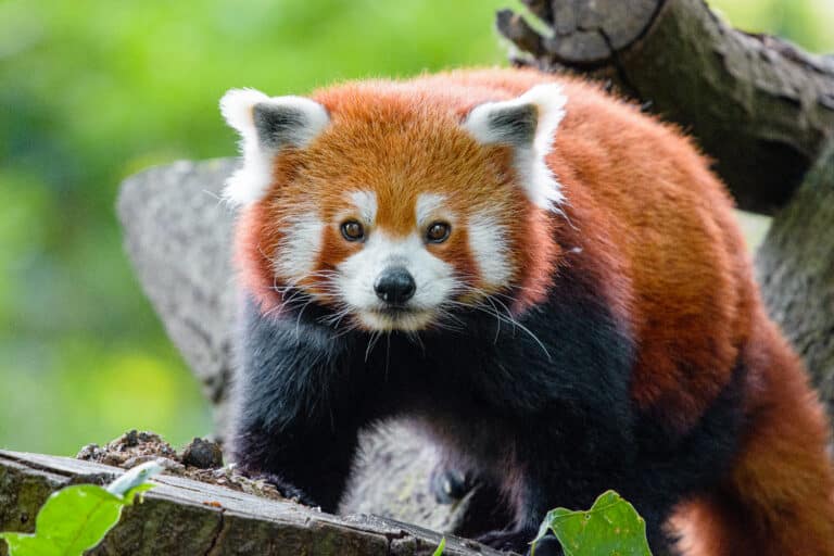 The red panda (Ailurus fulgens) 1 The red panda (Ailurus fulgens) 1 Red Panda