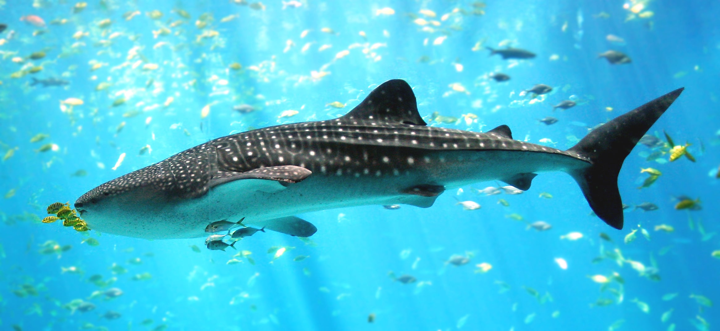 File:Whale shark Georgia aquarium.jpg File:Whale shark Georgia aquarium.jpg