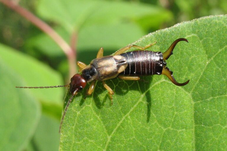 Forficula auricularia Forficula auricularia