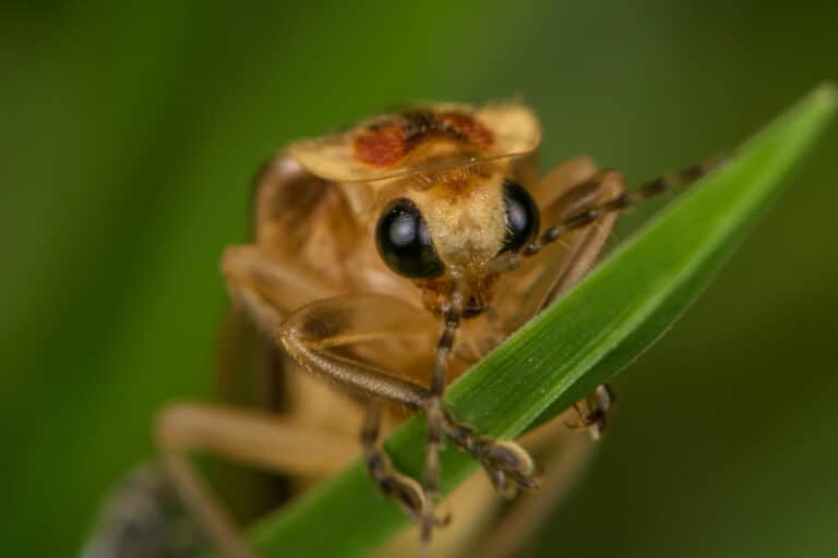 Firefly portrait Firefly portrait