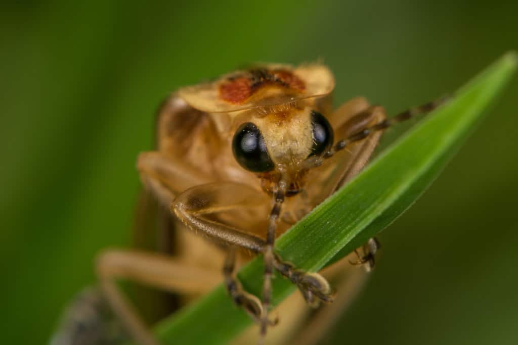 Firefly portrait Firefly portrait