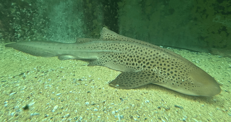 Zebra Shark at Sydney Sea Life Aquarium Zebra Shark at Sydney Sea Life Aquarium