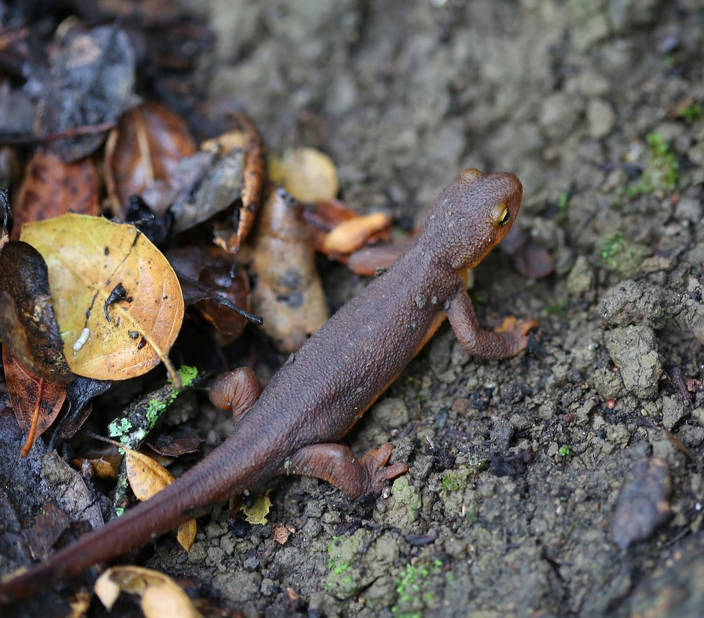 Roughed Skinned Newt