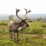 Reindeer