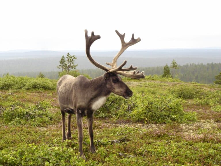 Reindeer in finnish fell-2 Reindeer in finnish fell-2 Reindeer