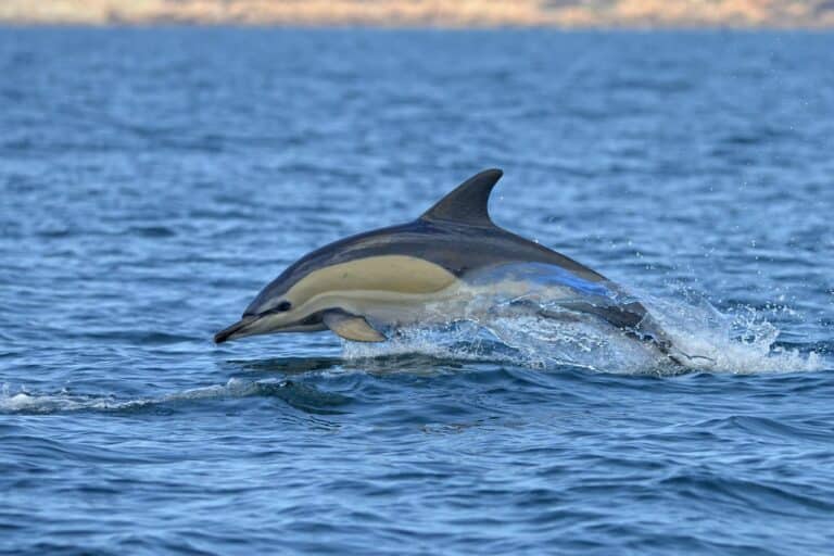 Delphinus delphis