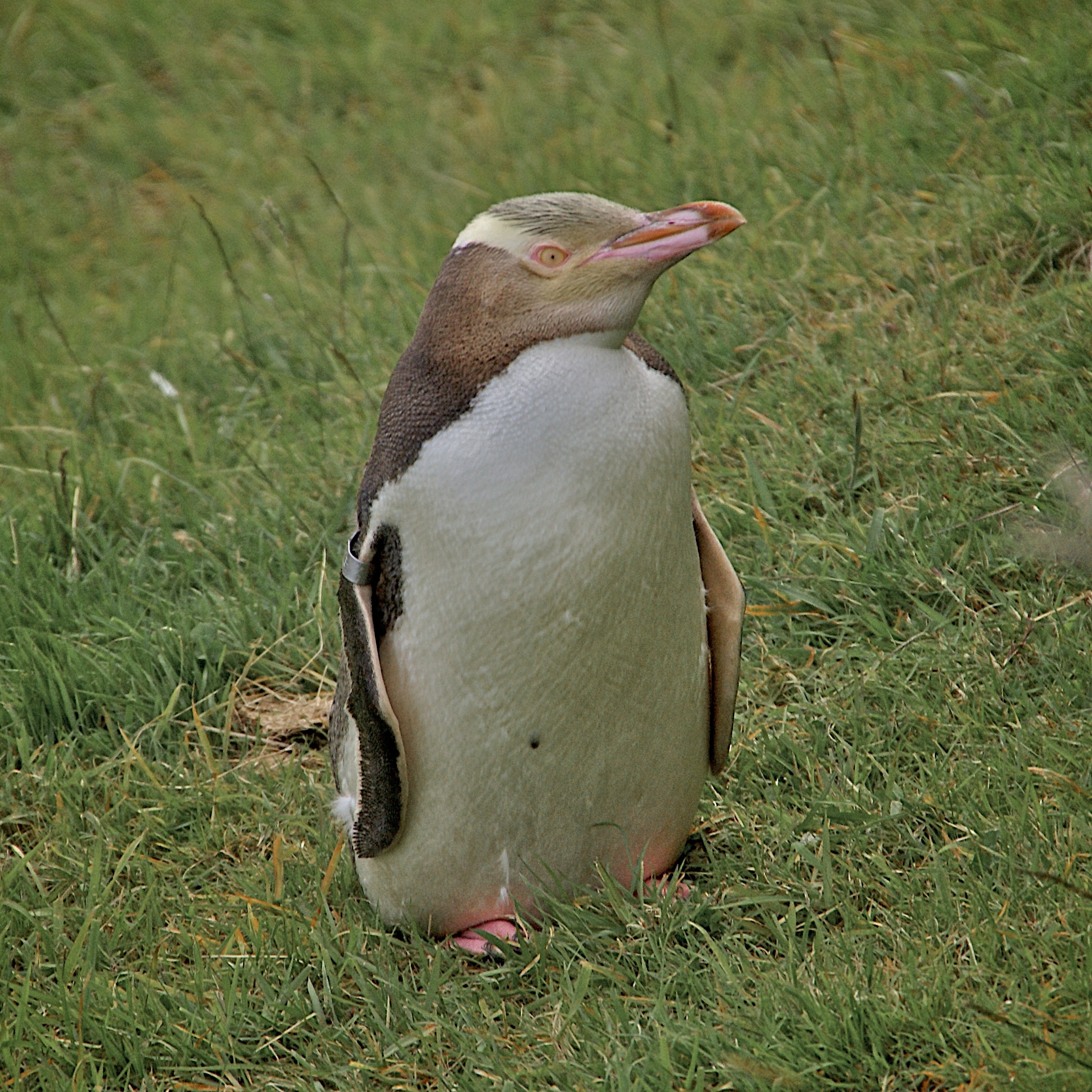 Megadyptes antipodes -Dunedin, New Zealand-8