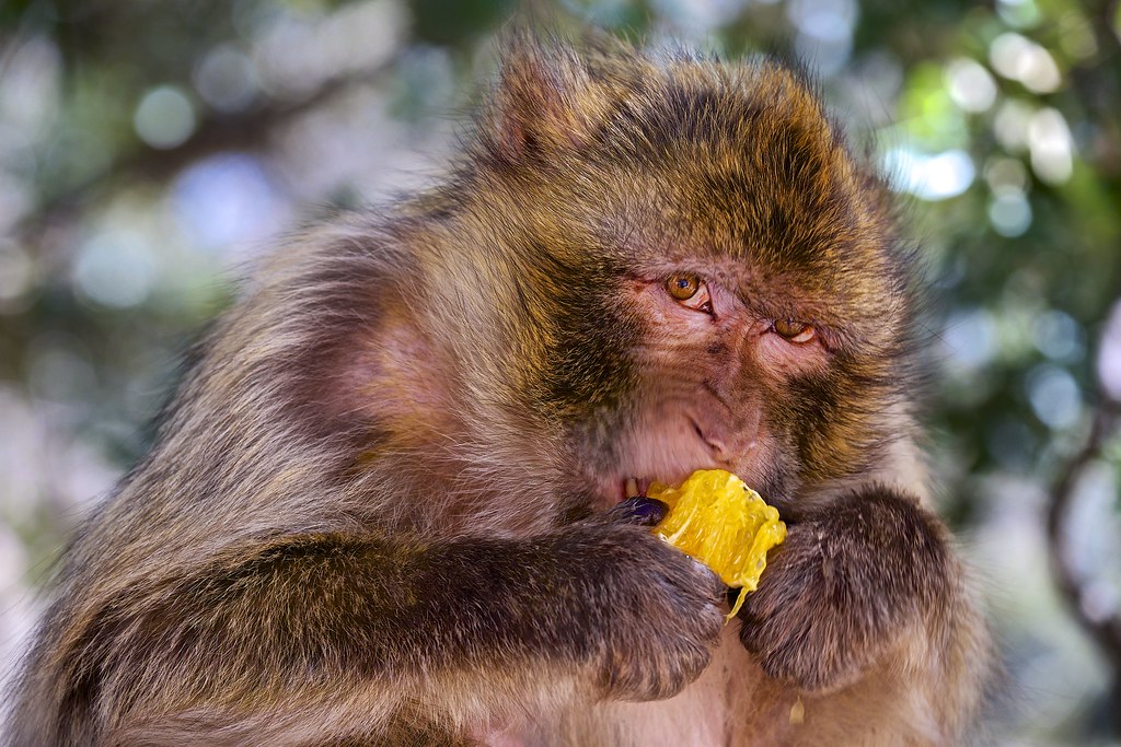 Barbary macaque monkey Barbary macaque monkey