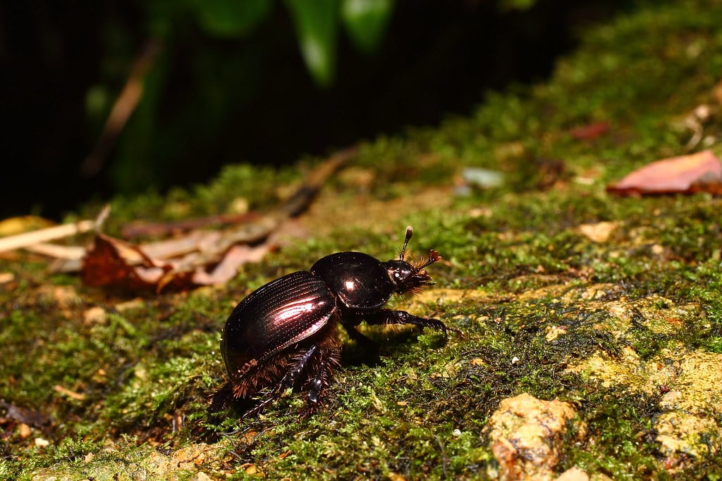 Earth-boring Dung Beetle