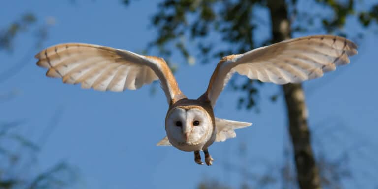 Front view of a barn owl – Tyto alba – in flight Front view of a barn owl – Tyto alba – in flight