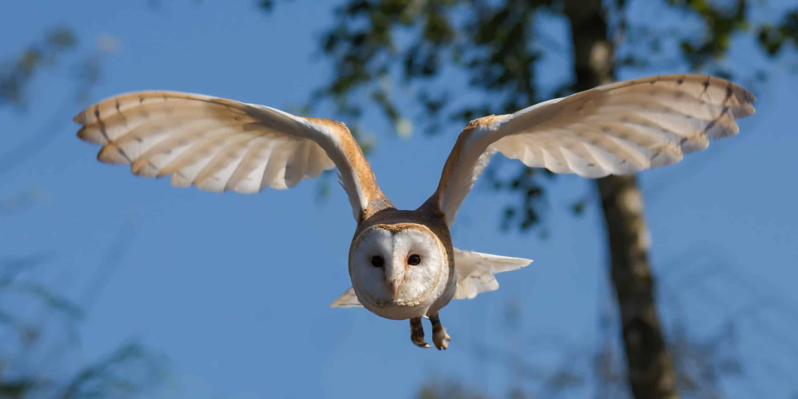 Front view of a barn owl – Tyto alba – in flight Front view of a barn owl – Tyto alba – in flight