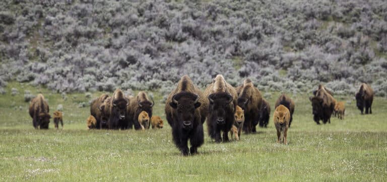 Bison on the move, Lamar Valley Bison on the move, Lamar Valley