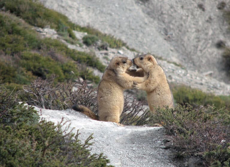Himalayan marmots Himalayan marmots